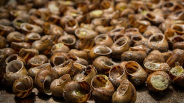 Caracoles listos para el Aplec en Lleida / EP