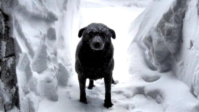 El perro Norte / REDES