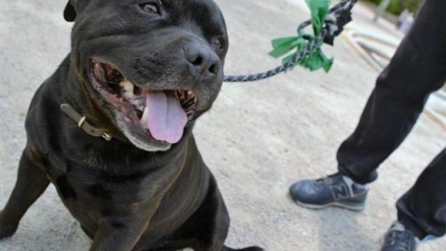 Un perro de raza American Staffordshire, como el que ha atacado a padre e hijo en Sevilla / EP