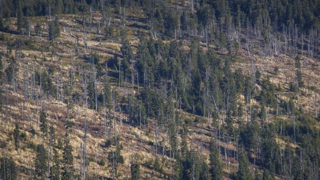 Un bosque que necesita un proceso de reforestación / PIXABAY