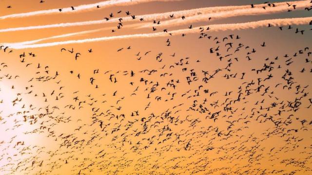 Muchas especies de animales corren peligro de extinción/ UNSPLASH