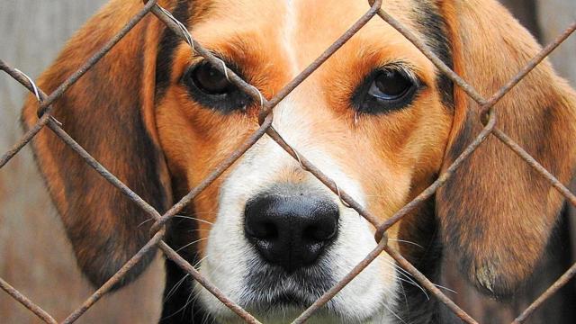 Un perro en una perrera / EUROPA PRESS
