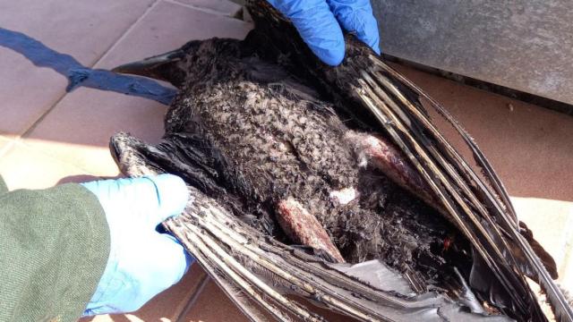 El ave electrocutada que ha provocado el incendio en Pujalt / AGENTES RURALES