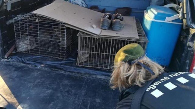 Imagen tomada tras la denuncia de dos cazadores que pretendían repoblar una zona de conejos en Lleida / GOVERN