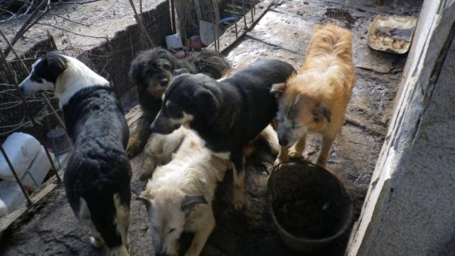 Una foto de los perros confiscados / Guardia Civil