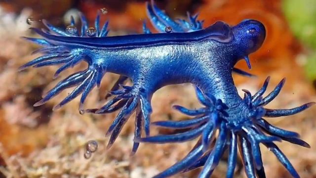 Especie de dragón azul / EP