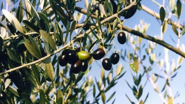 Una foto ilustrativa del trabajo de la recogida de la oliva en el que una empresa tiene impagos