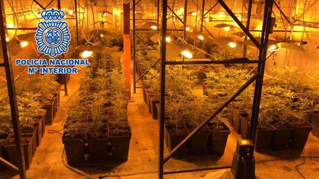 Imagen de una plantación de marihuana / POLICÍA NACIONAL