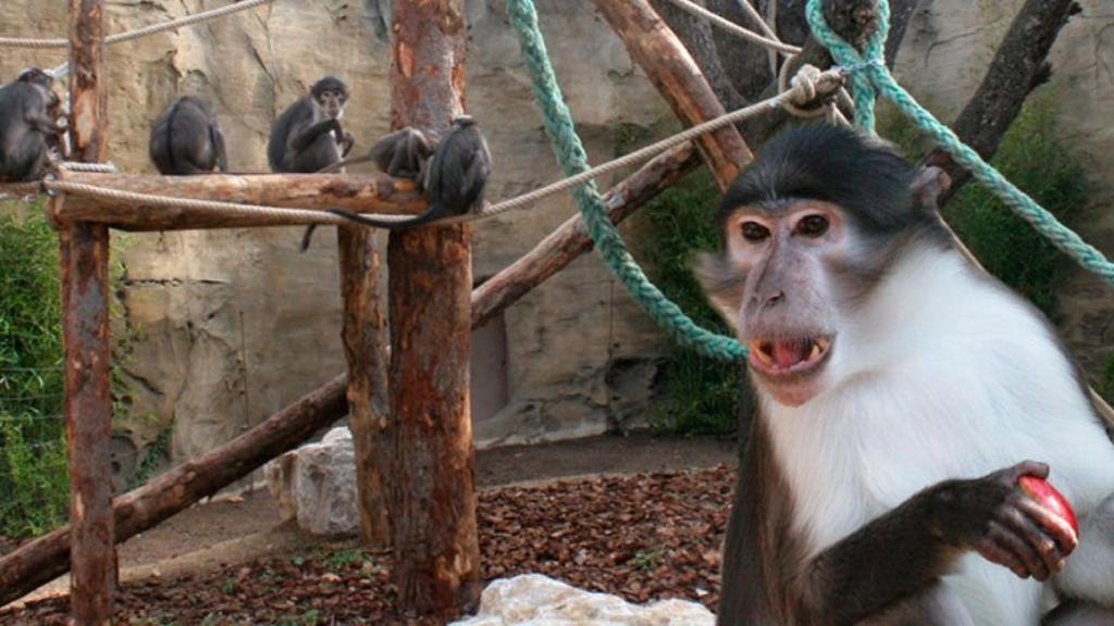 Mangabeys de corona blanca en el Zoo de Barcelona / Web del Zoo de Barcelona