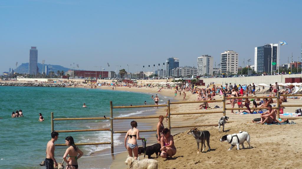 El área acotada para perros en la Playa de Llevant / AM