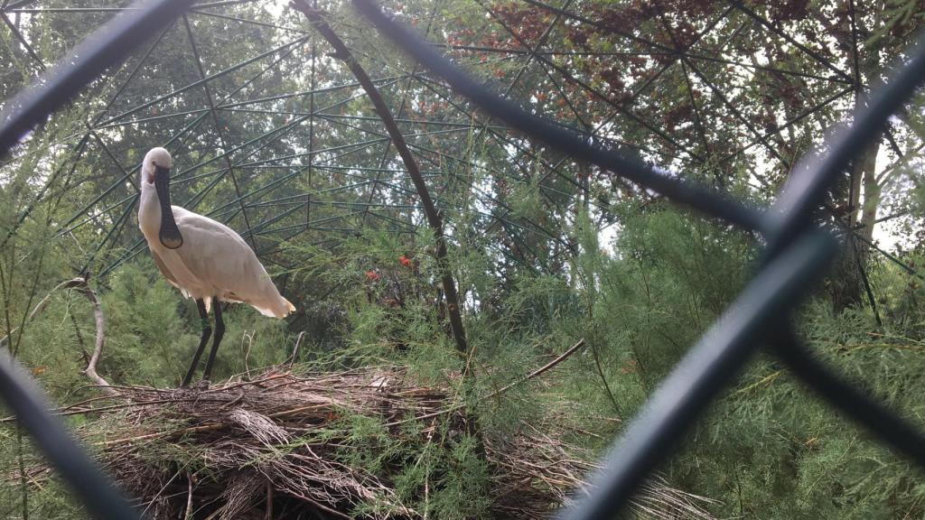 Una de las aves que no se ha escapado del espacio atacado en el Zoo de Barcelona / DGM
