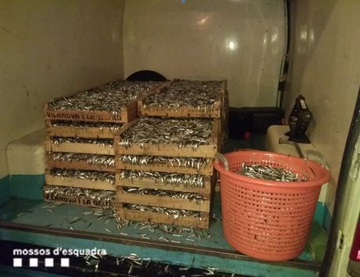 Peces intervenidos por los Mossos d'Esqudra / MOSSOS