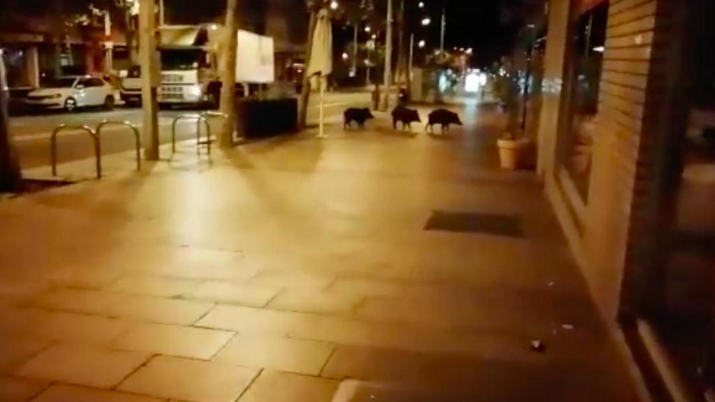 Los jabalíes paseando por el casco urbano de Barcelona / MA