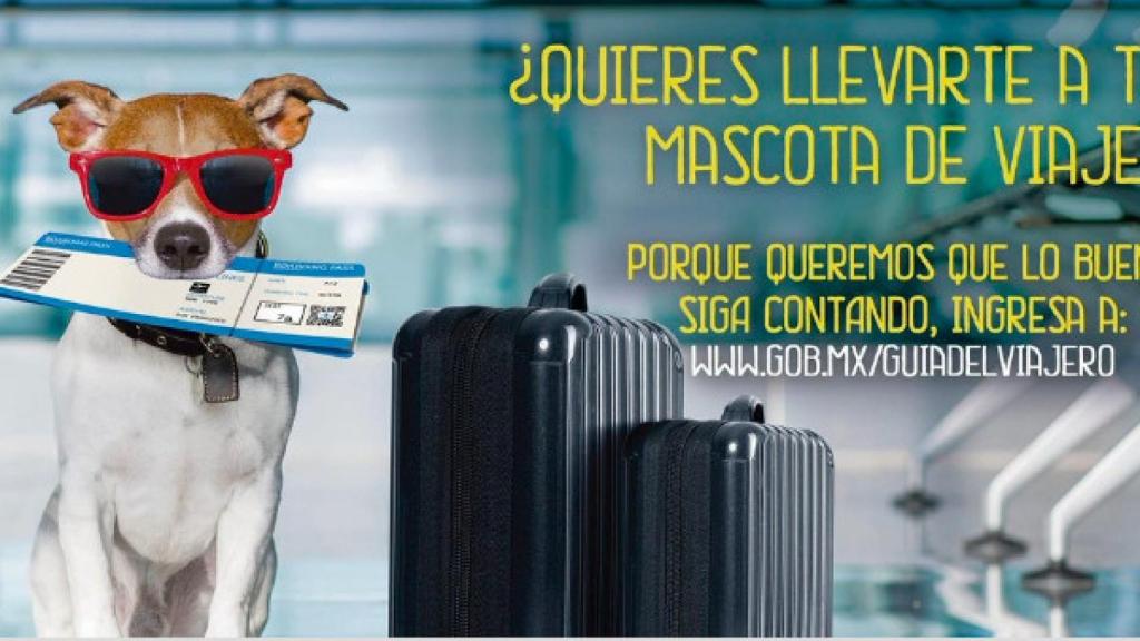 Campaña del Consulado de México para viajar con mascotas / TWITTER