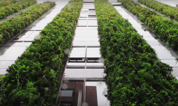 El jardín está compuesto por 115.000 plantas / PAISAJISMO URBANO