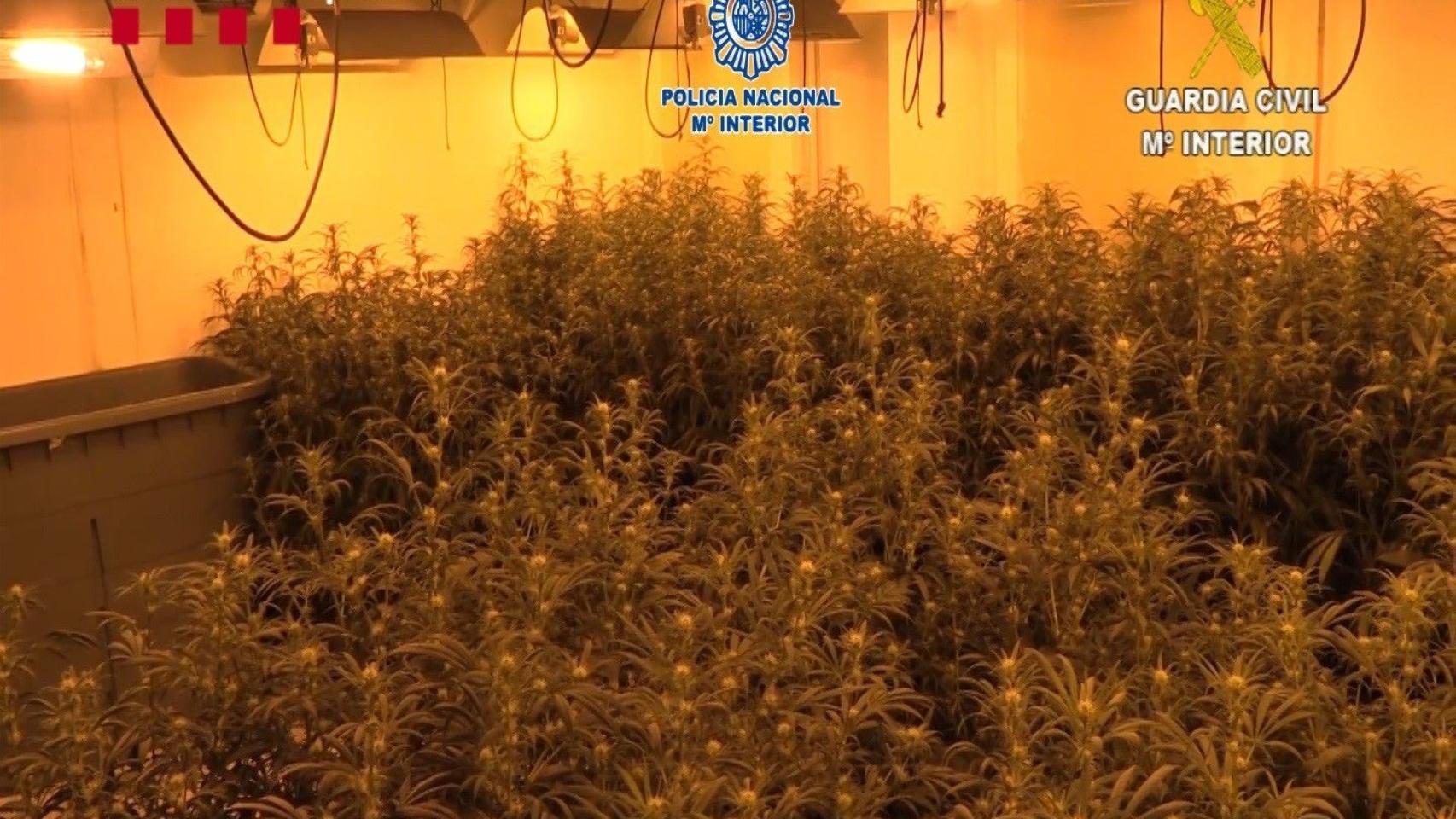 Cae un clan familiar que contaba con una macroplantación de marihuana en el Prat de Llobregat / Mossos