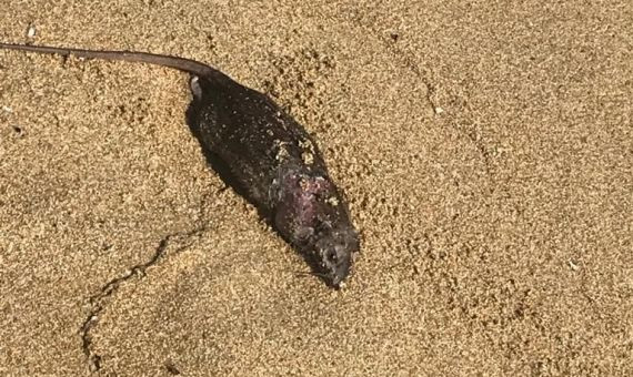 Una rata muerta en la arena de Bogatell / MA