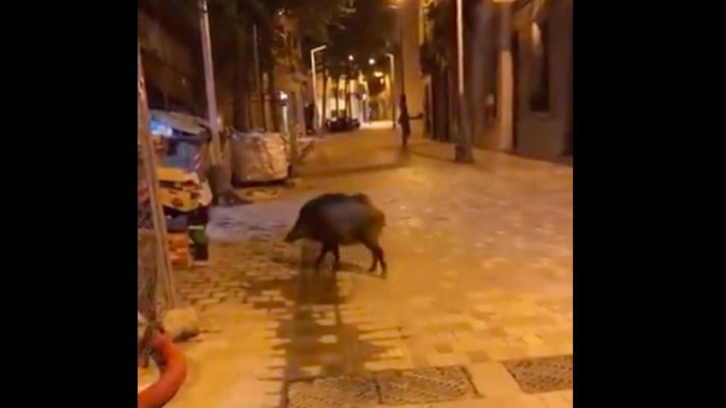 Un jabalí se pasea por la calle Major de Sarrià / ARCHIVO