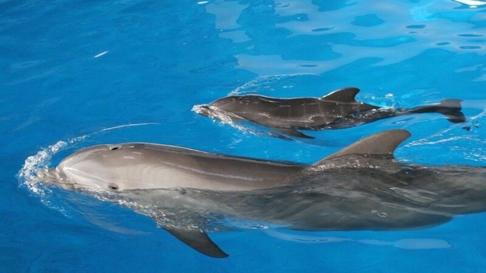 Una imagen de archivo de los delfines del Zoo de Barcelona / EUROPA PRESS