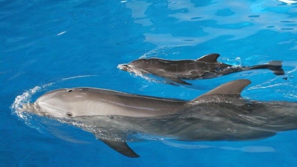 Una imagen de archivo de los delfines del Zoo de Barcelona / EUROPA PRESS