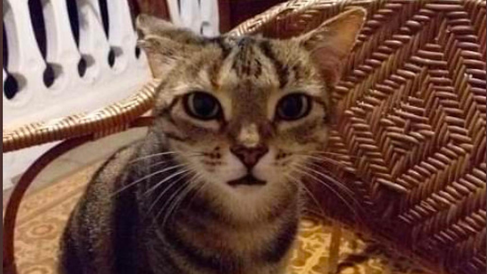 La mascota de Giovanna Valls, que responde al nombre de Pepa