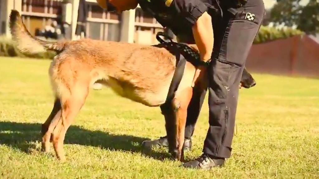 Taz, junto a un agente de la policía municipal / GUARDIA URBANA