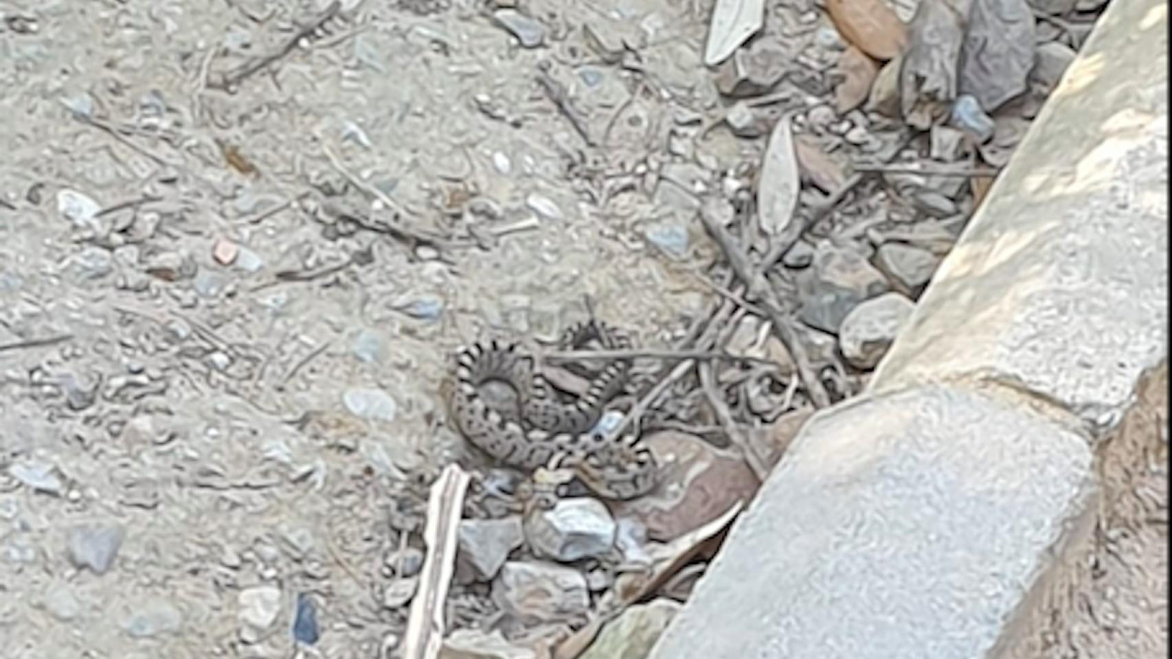 Ésta fue la serpiente que se encontraron unos vecinos en el parque del Carmel el miércoles por la tarde / MA