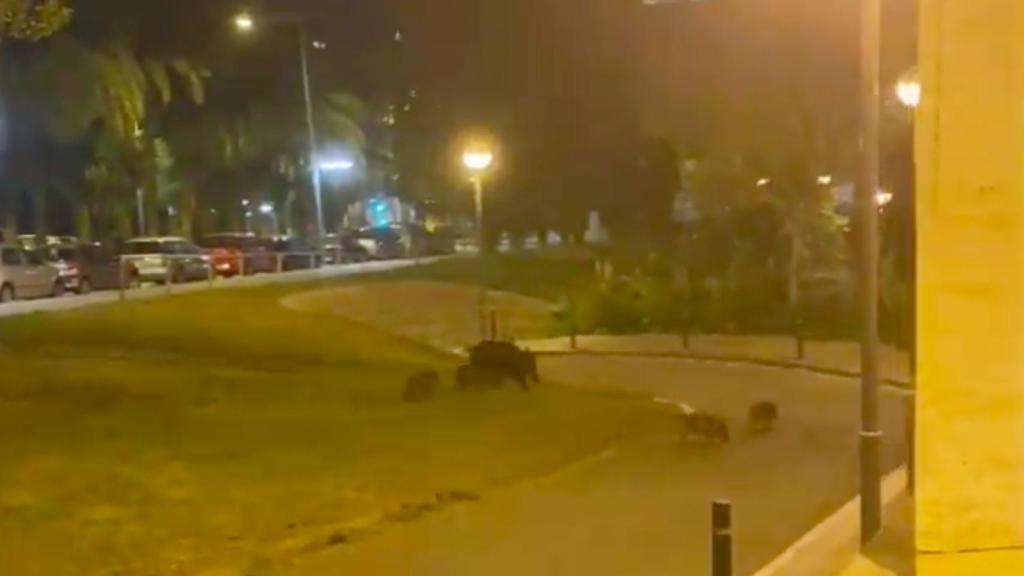 Una manada de jabalíes se pasea por Vallcarca