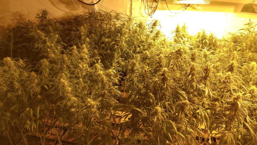 Plantación de marihuana incautada por la policía