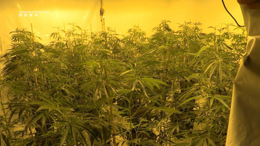 Cultivo de marihuana / MOSSOS-ARCHIVO