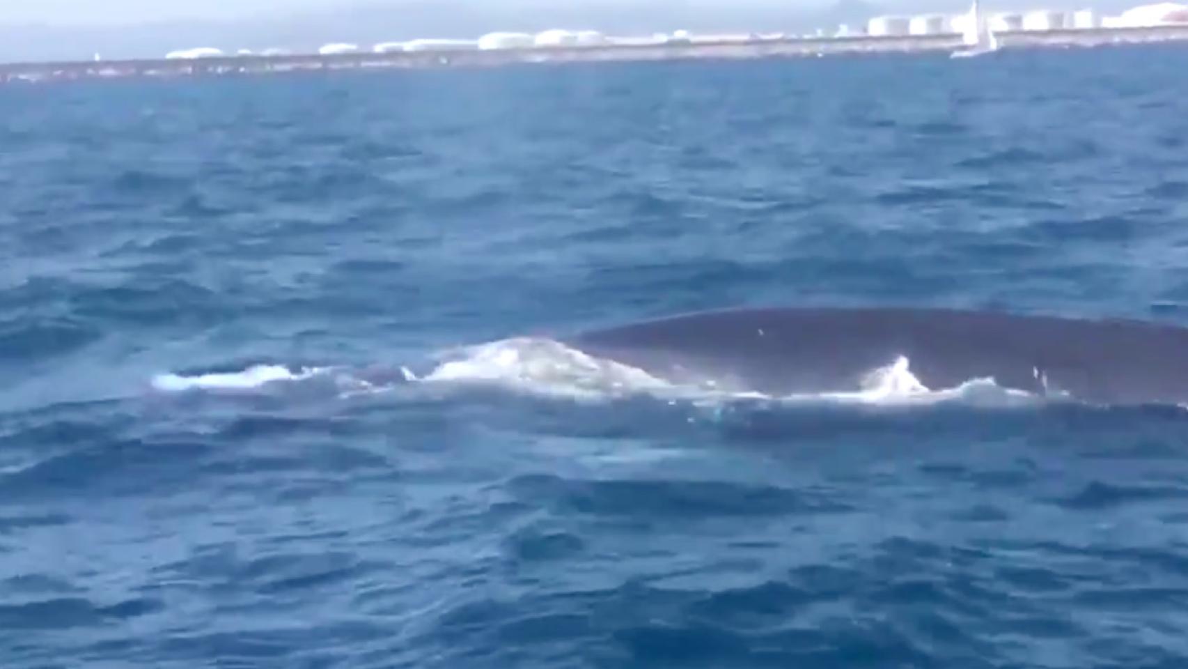 Una de las ballenas que ha detenido el tráfico marítimo este viernes en el Port / GUARDIA URBANA BCN