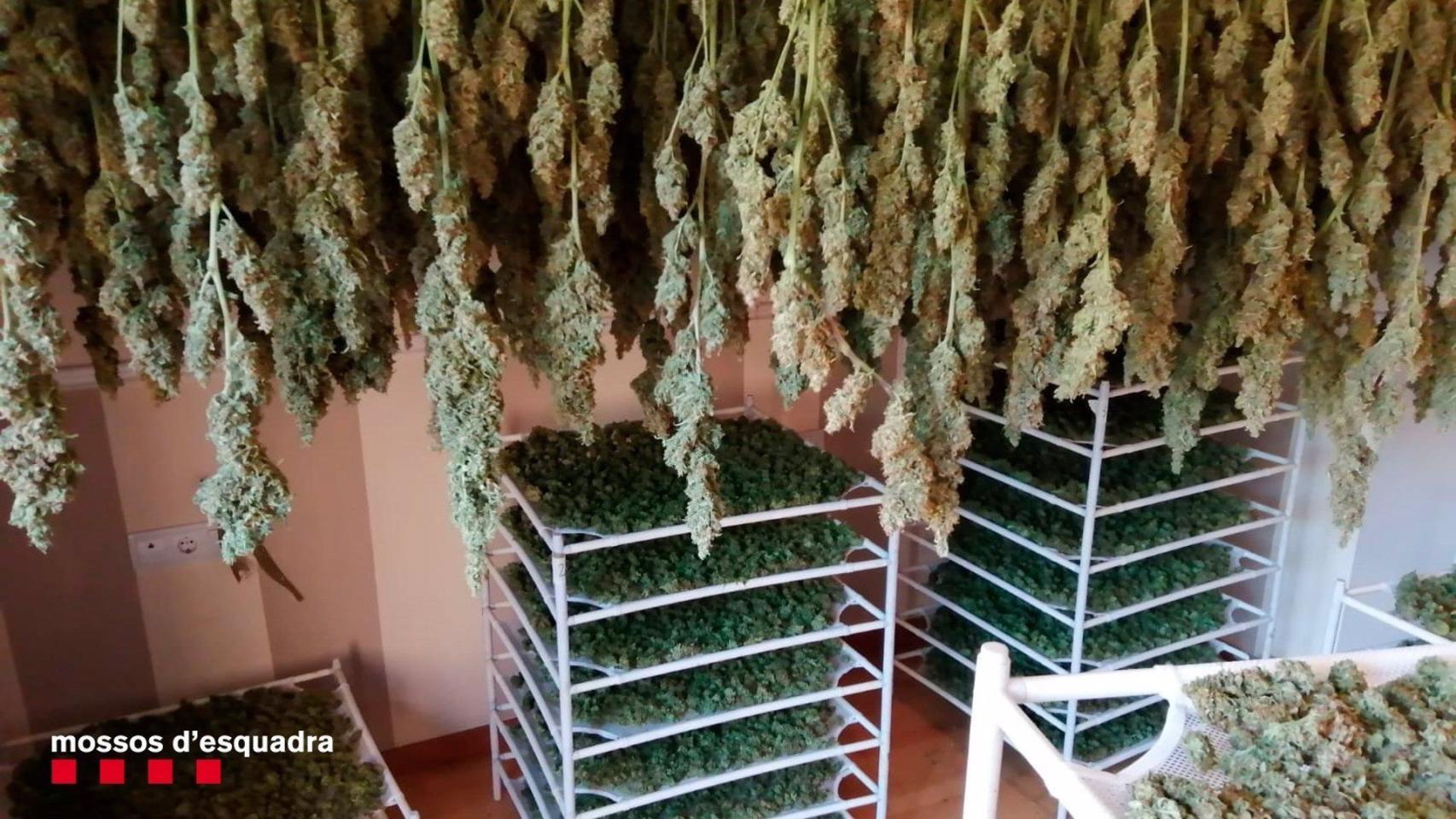 Imágenes del interior de las casas en Sant Esteve de Sesrovires (Barcelona) donde se cultivaban plantaciones de marihuana / MOSSOS D'ESQUADRA