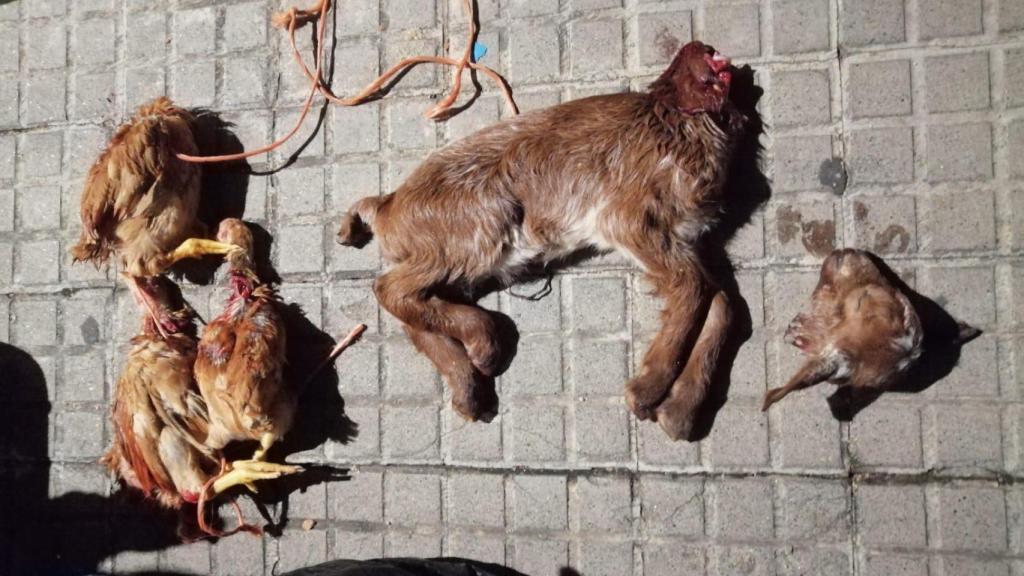 Una de las imágenes de los animales sacrificados en rituales de santería en Badalona / ANIMANATURALIS