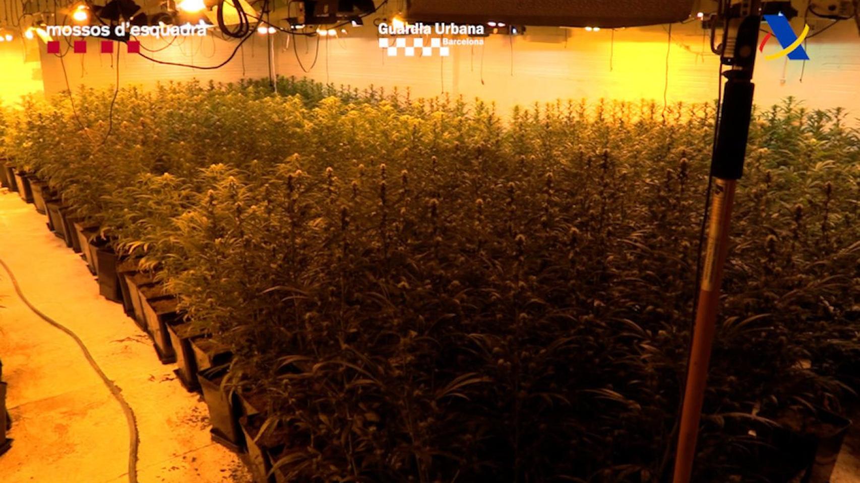 Cultivo de marihuana del entramado criminal desarticulado por Mossos y Guardia Urbana / MOSSOS D'ESQUADRA