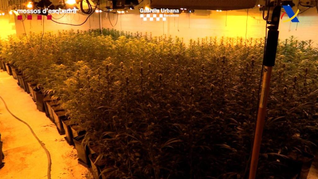 Cultivo de marihuana del entramado criminal desarticulado por Mossos y Guardia Urbana / MOSSOS D'ESQUADRA