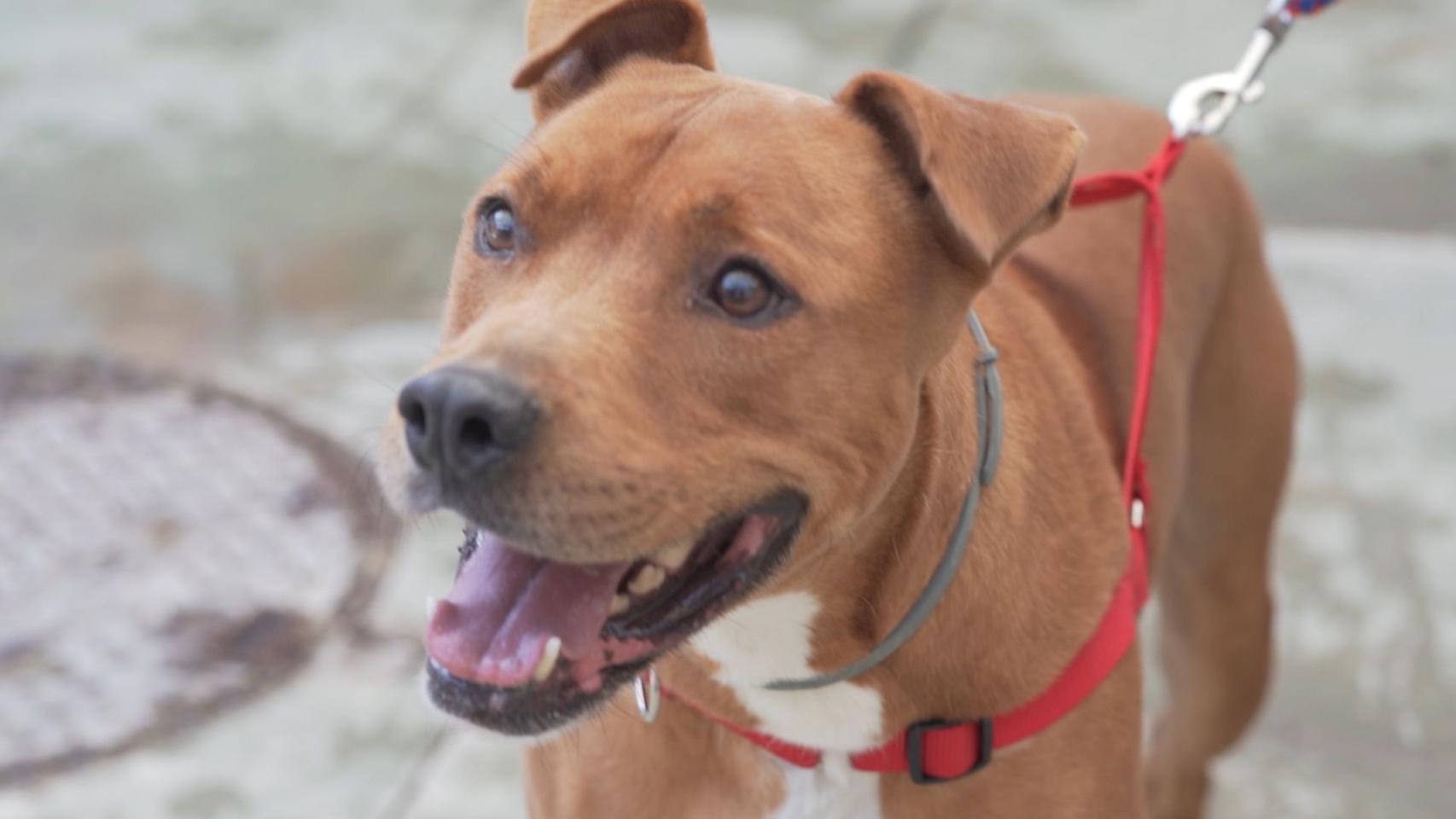 Los perros son la mascota preferida por los españoles / AYUNTAMIENTO DE BARCELONA