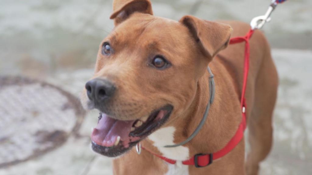 Los perros son la mascota preferida por los españoles / AYUNTAMIENTO DE BARCELONA