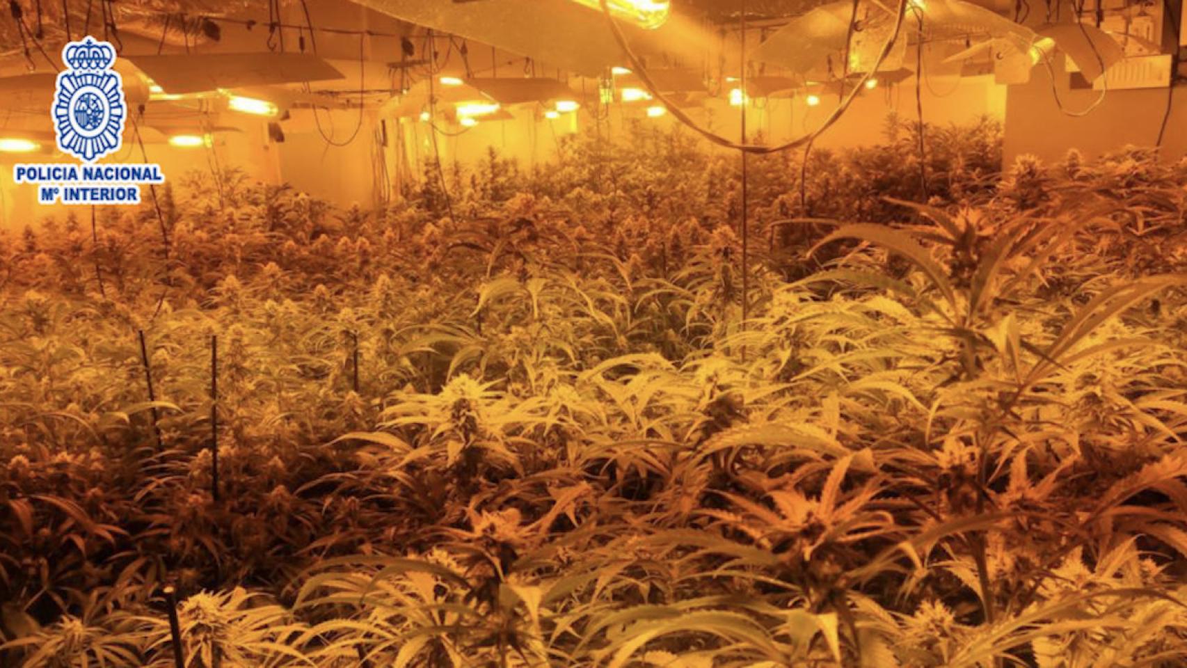 Una de las plantaciones de marihuana desmanteladas en Santa Coloma de Cervelló / POLICÍA NACIONAL