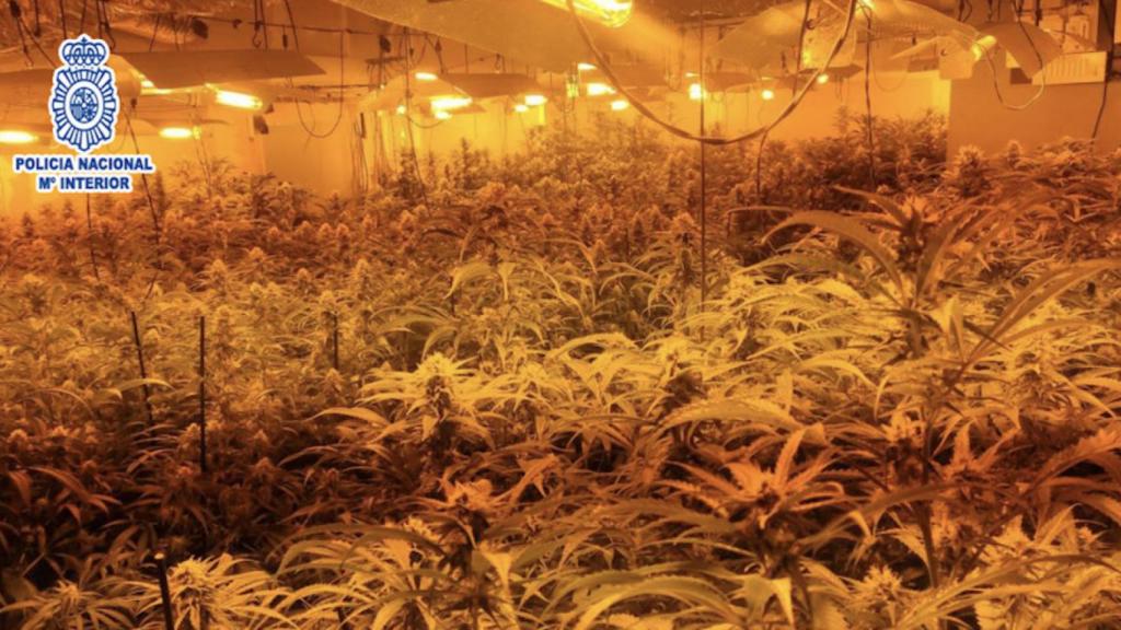Una de las plantaciones de marihuana desmanteladas en Santa Coloma de Cervelló / POLICÍA NACIONAL