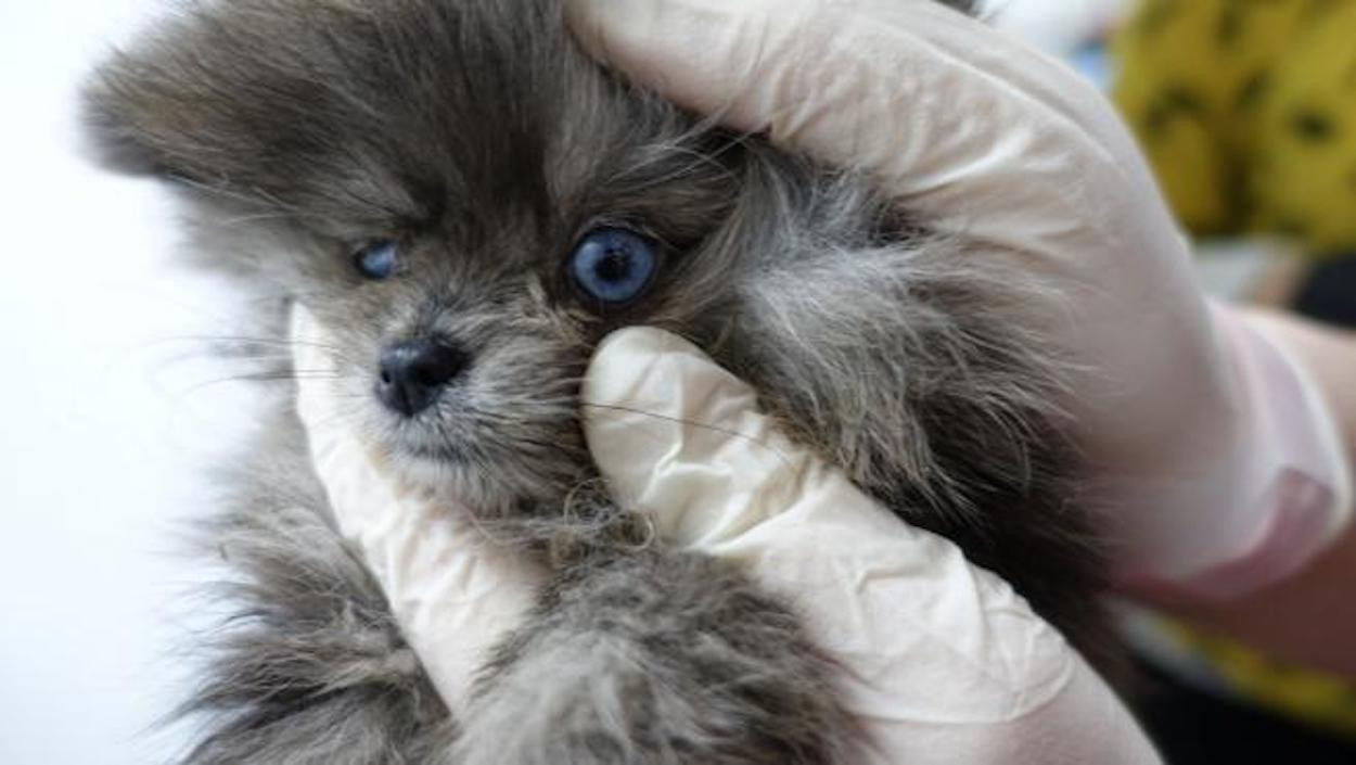 Uno de los perros hallados en el registro de la tienda de cachorros 'Ladridos' de Barcelona / AJUNTAMENT DE BARCELONA