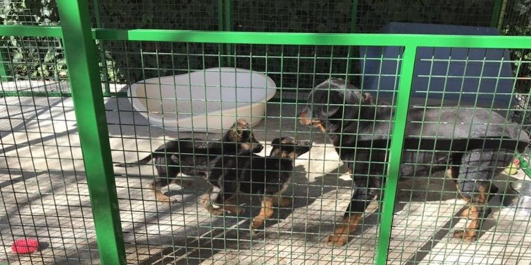 Tres perros en una jaula de Help Guau / HELP GUAU