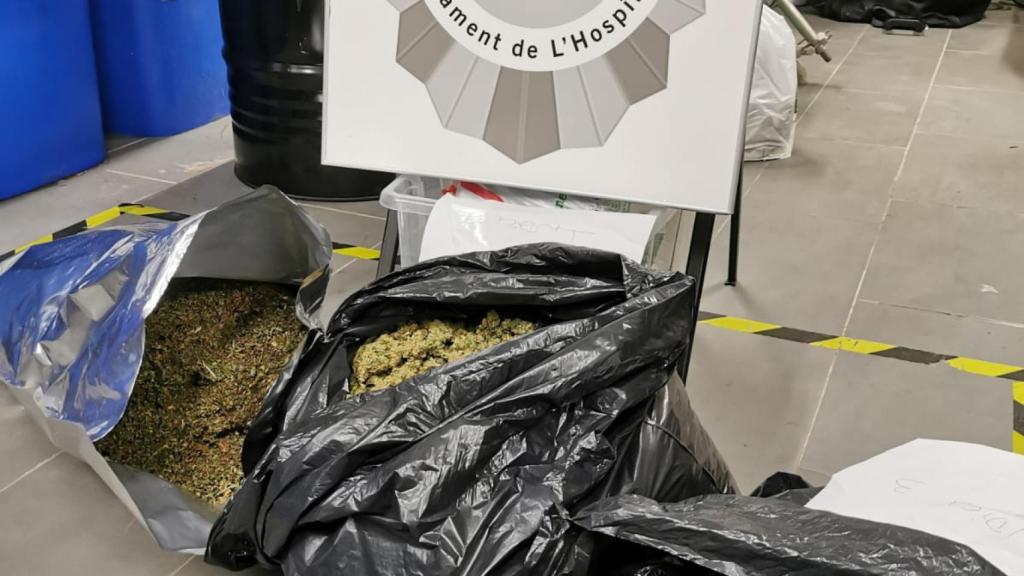 Marihuana decomisada por la Unidad Kilo de la Guardia Urbana de L'Hospitalet / CEDIDA