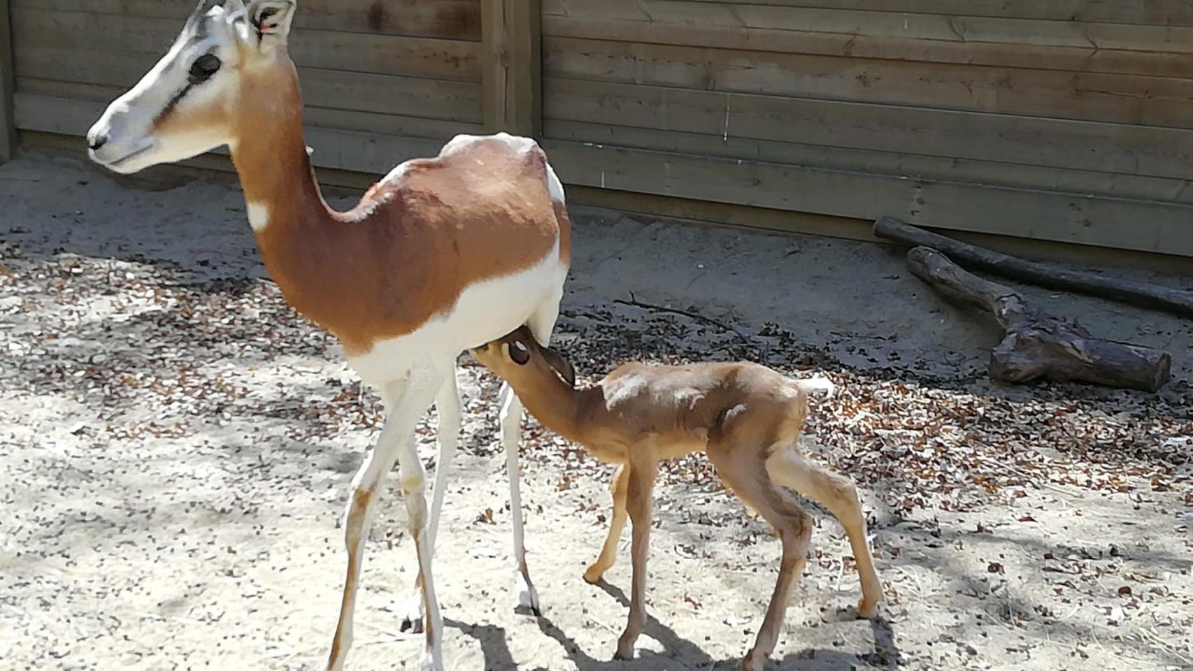 La gacela dama mohor nacida en Barcelona, junto a su madre / ZOO DE BARCELONA
