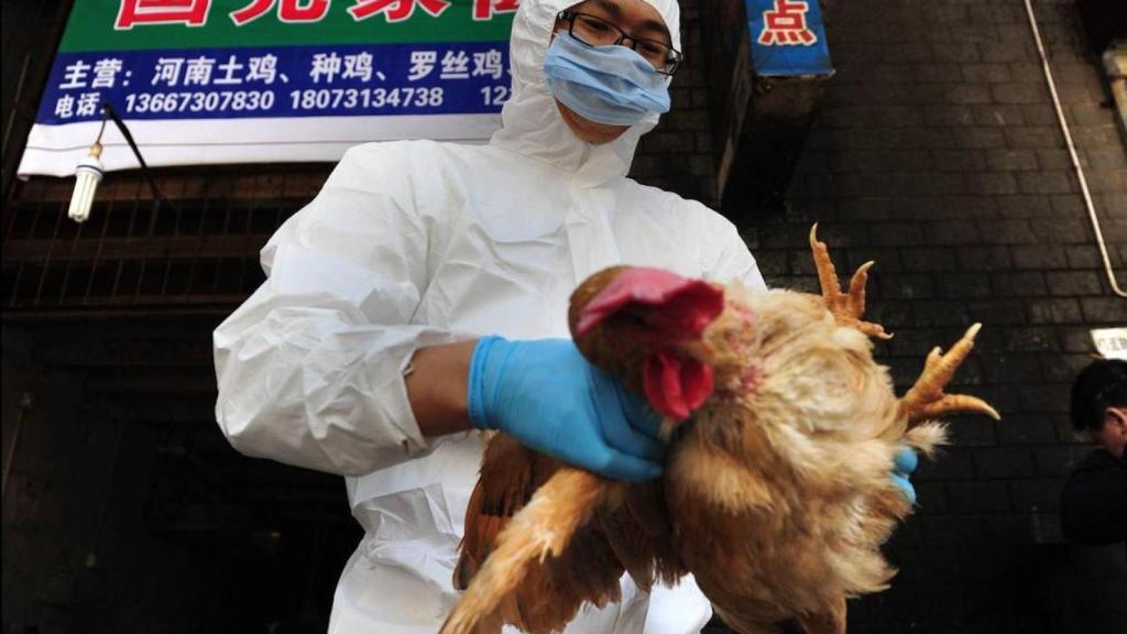 Un sanitario sujeta una gallina en China / AFP