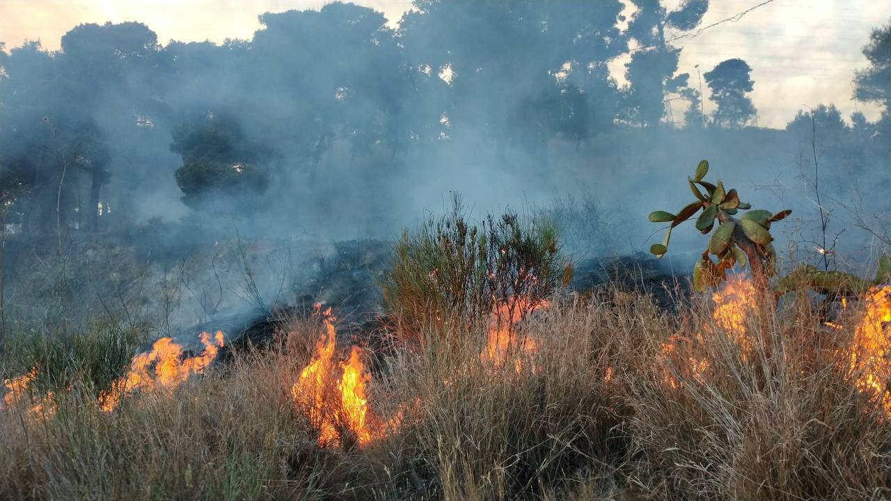 El incendio del jueves calcinó 920 metros cuadrados de vegetación en Collserola / BOMBERS DE BARCELONA