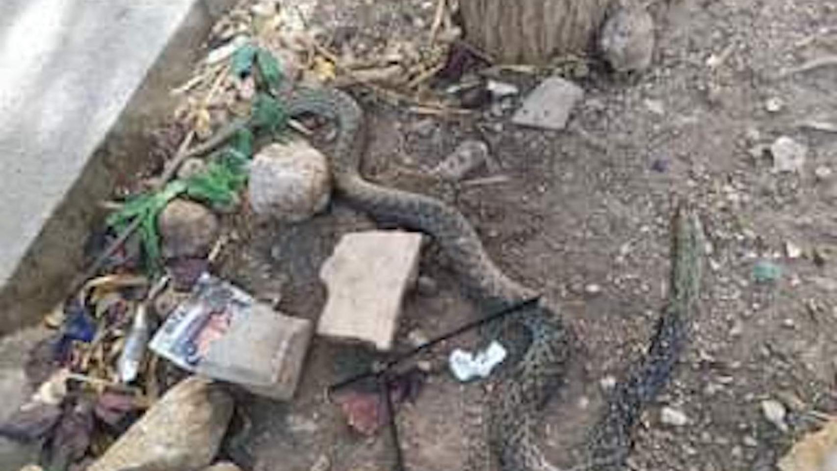 Serpiente muerta encontrada en el alcorque de un árbol del Guinardó / FACEBOOK