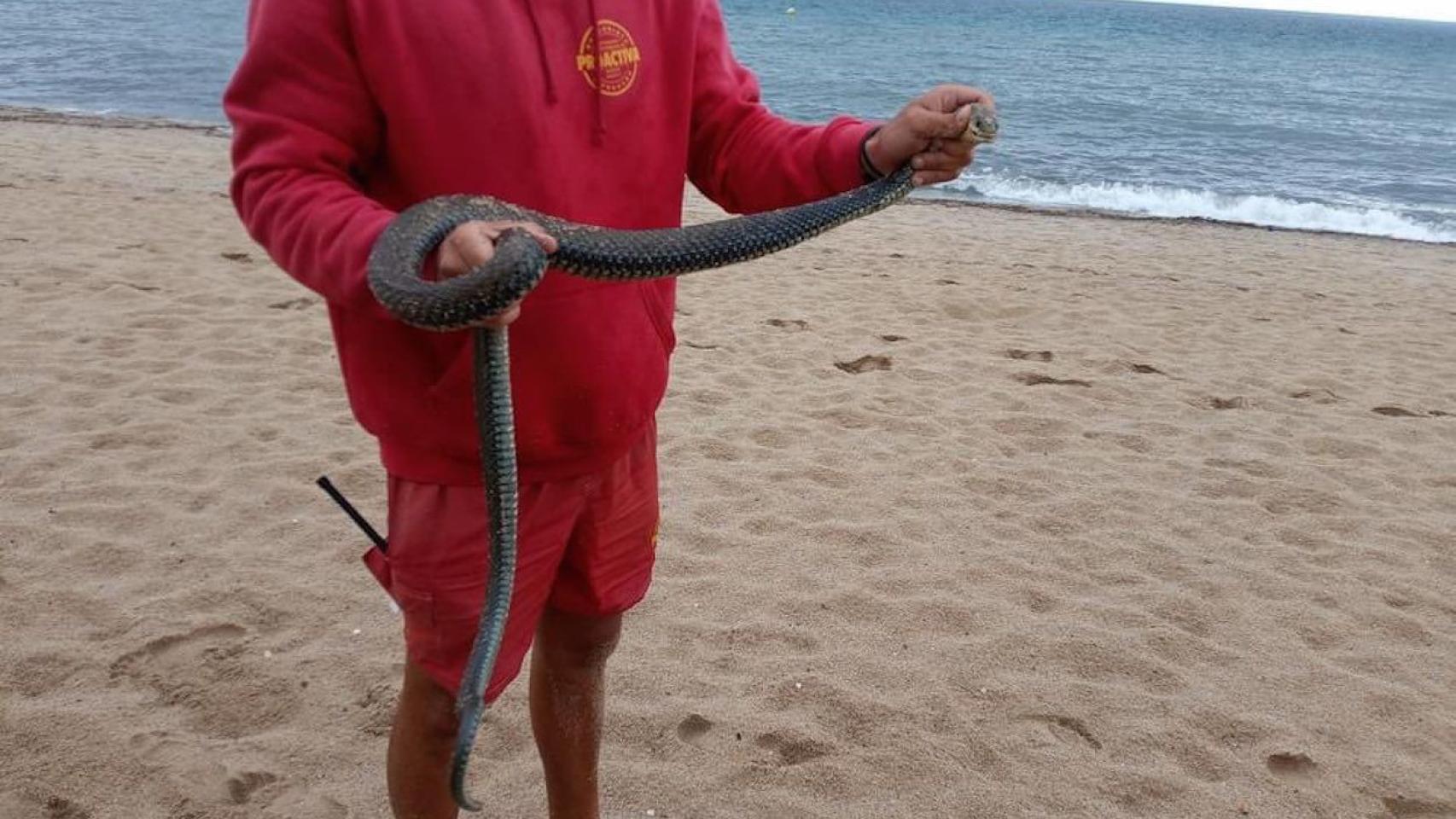 Aparece una serpiente de grandes dimensiones en una playa de Badalona / TOT BADALONA