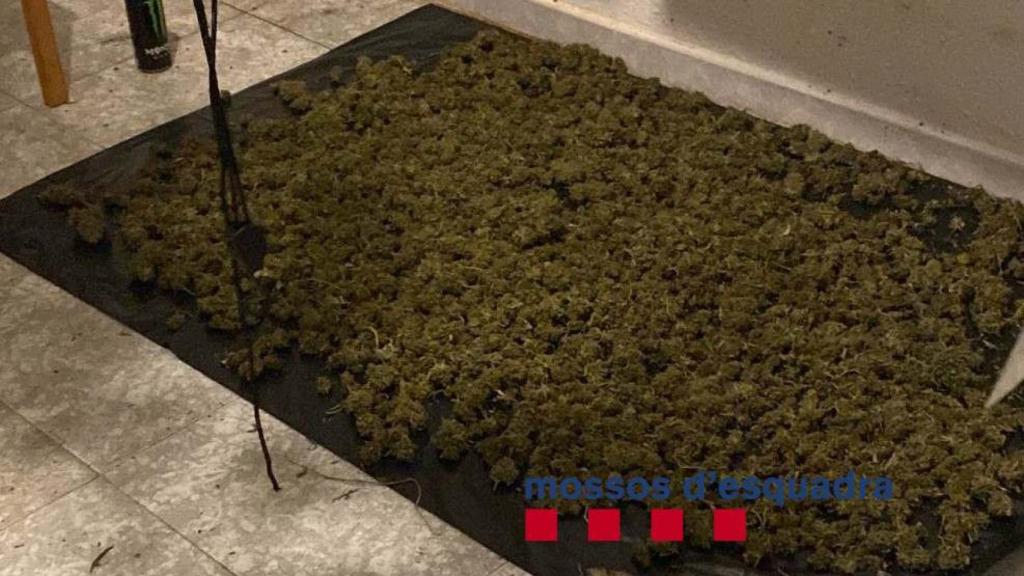 Marihuana requisada en el narcopiso okupa de Santa Coloma de Gramenet / MOSSOS D'ESQUADRA