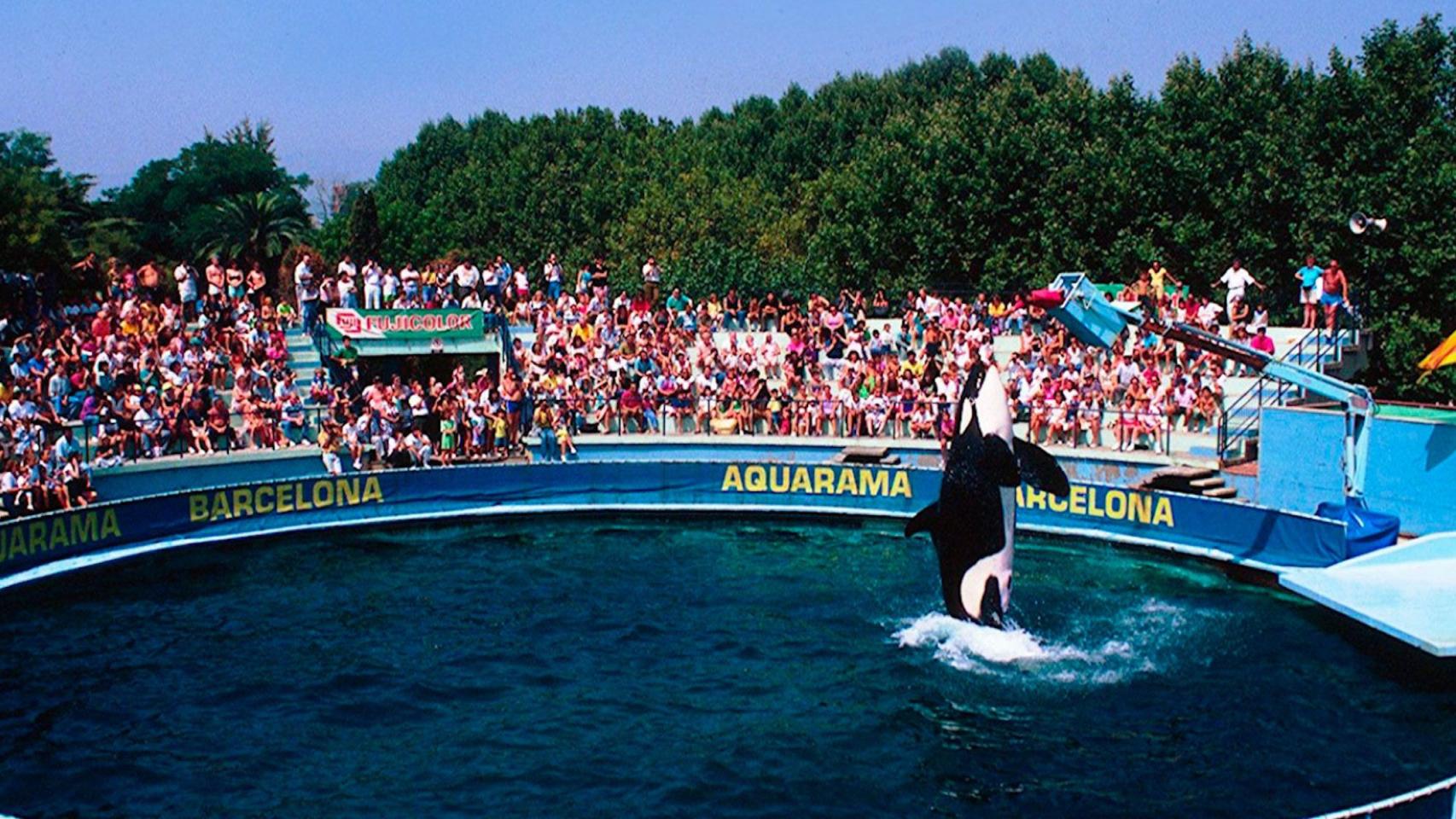 La orca Ulises, en el Aquarama del Zoo de Barcelona / ARCHIVO - ZOO
