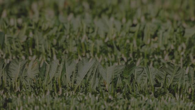 La nicotina, la gran desconocida